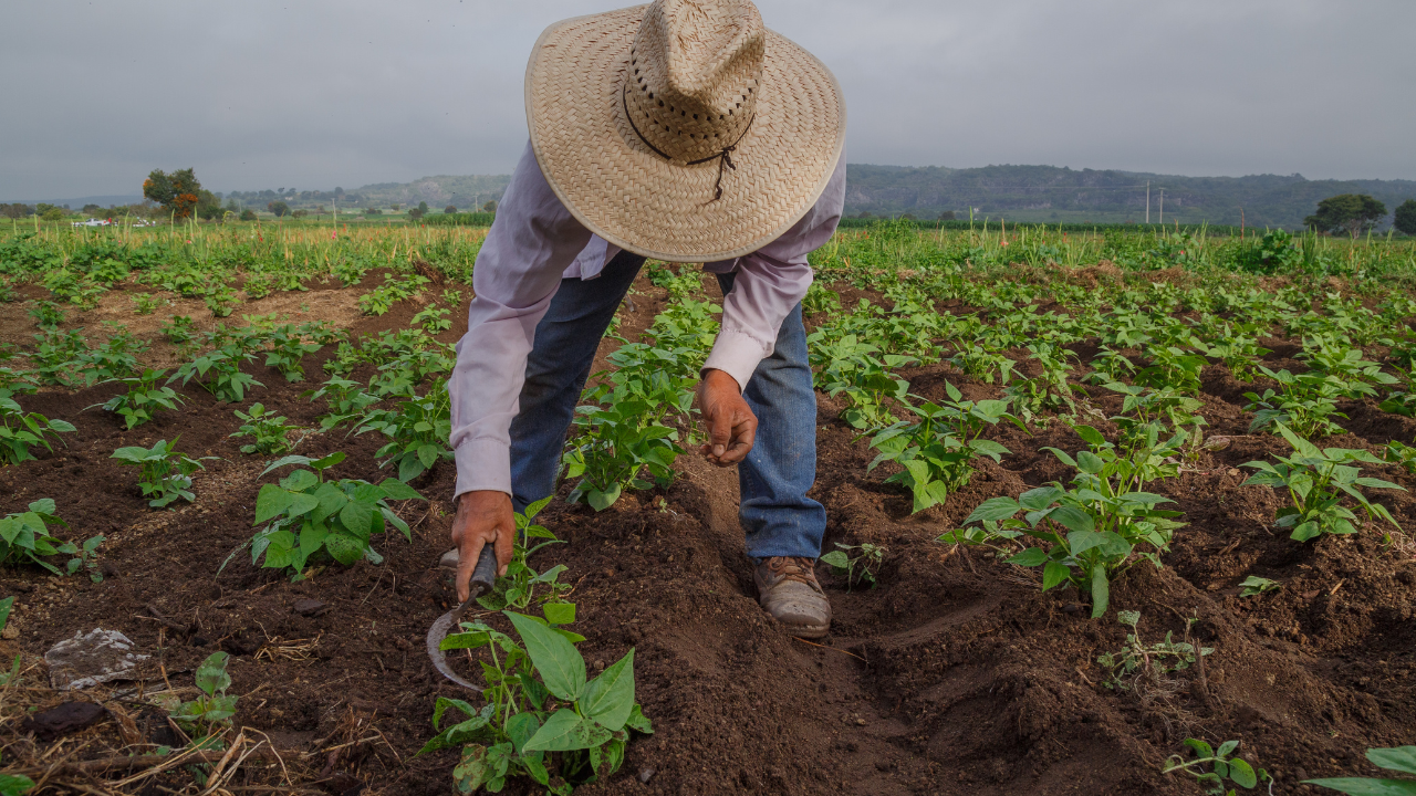 The future of food: sustainability, engineering & ethics